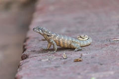 Leiocephalus carinatus