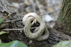 Tropidophis melanurus
