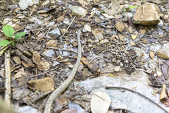 Tropidophis melanurus