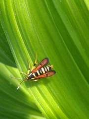 Synanthedon chrysidipennis