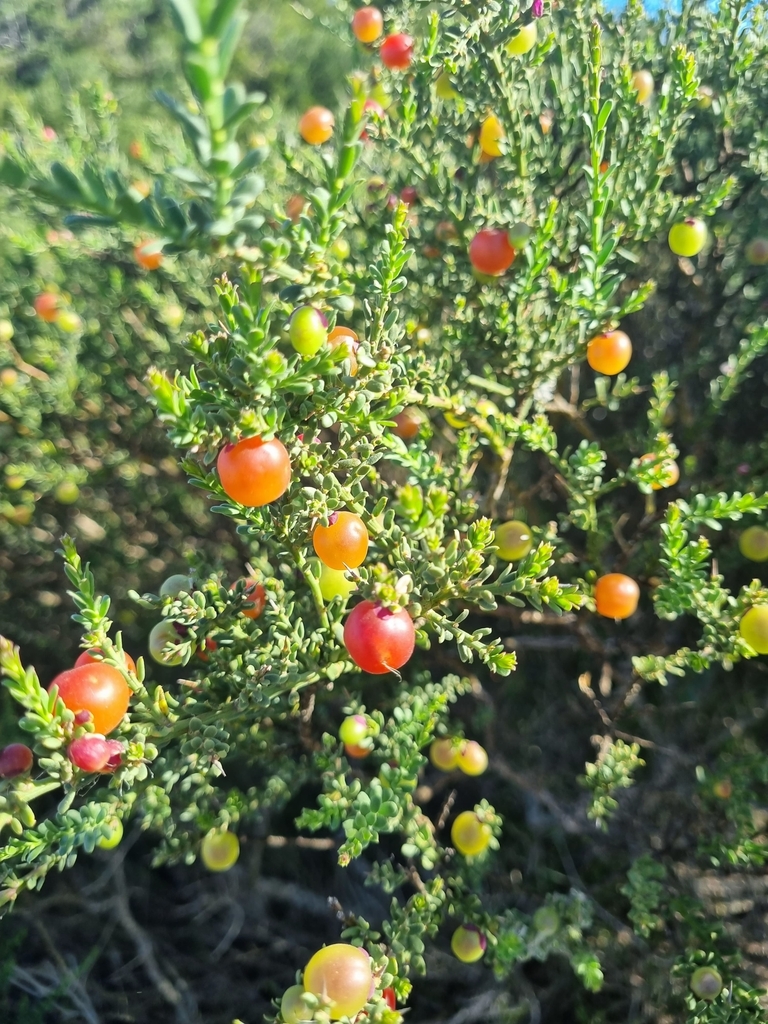 Turquoise Berry tortoise berry from University of The Western Cape, Erica Twp, Cape ...