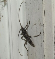 Elytrimitatrix undata
