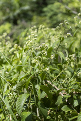 Heliotropium verdcourtii