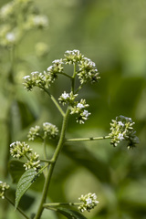 Heliotropium verdcourtii