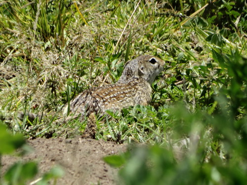 Ictidomys mexicanus