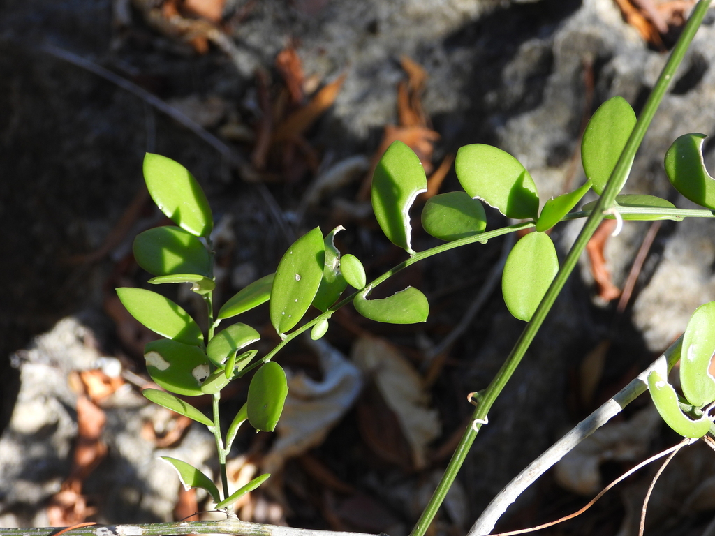 Xerosicyos decaryi, Antsalova, Madagascar