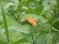 Junonia almana