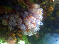 Clavelina moluccensis