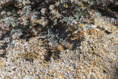 Acmispon argophyllus