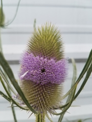 Dipsacus fullonum