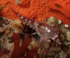 Oligocottus rubellio