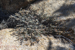 Acmispon argophyllus