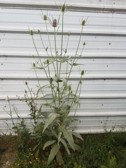 Dipsacus fullonum