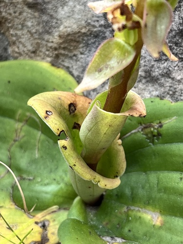Image of Shy Satyre by (c) Dave U, some rights reserved (CC BY-SA)