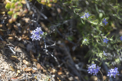 Eriastrum densifolium