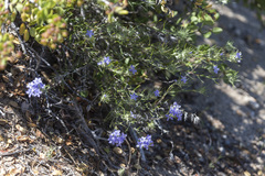 Eriastrum densifolium