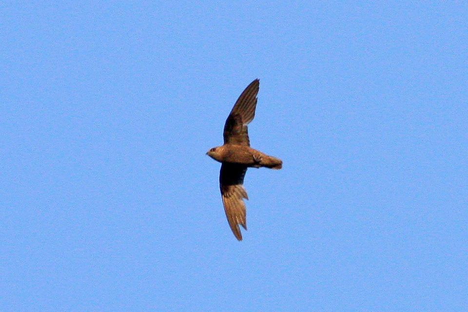 Great Dusky Swift