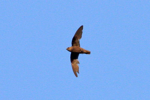 Great Dusky Swift