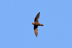 Great Dusky Swift photo 1