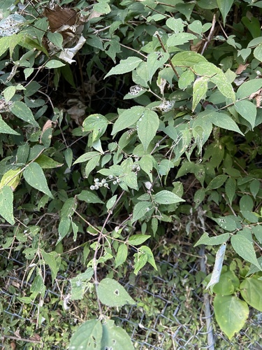 Deutzia maximowicziana iNat (1)