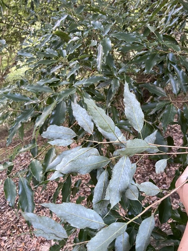 Quercus salicina iNat (1)