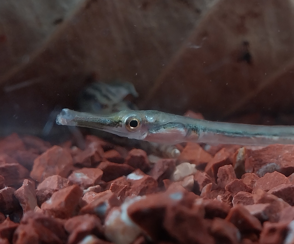 Crocodile-tooth pipefish (Microphis cuncalus) — Syngnathidae