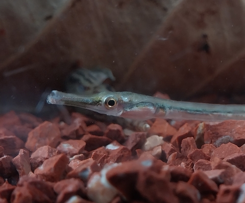 Crocodile-tooth pipefish (Microphis cuncalus) — Syngnathidae