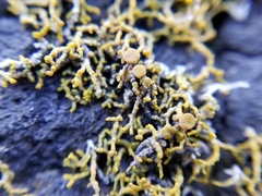 Polycauliona coralloides