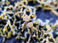 Polycauliona coralloides