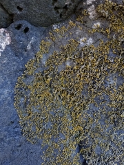 Polycauliona coralloides