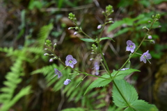 Veronica urticifolia