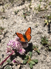Lycaena cupreus