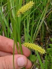 Carex schweinitzii