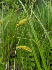 Carex schweinitzii