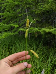 Carex schweinitzii