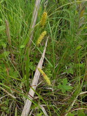 Carex schweinitzii