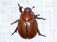 Anoplognathus viriditarsis