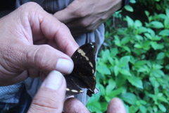 Opsiphanes tamarindi