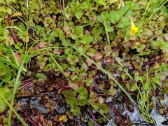 Erythranthe michiganensis