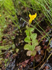 Erythranthe michiganensis