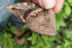 Opsiphanes tamarindi