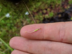 Erythranthe michiganensis