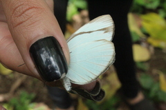 Itaballia demophile centralis