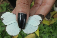 Itaballia demophile centralis