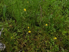 Erythranthe michiganensis