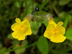 Erythranthe michiganensis