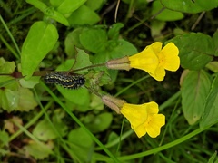 Erythranthe michiganensis