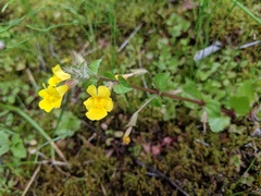 Erythranthe michiganensis