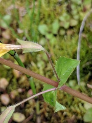 Erythranthe michiganensis