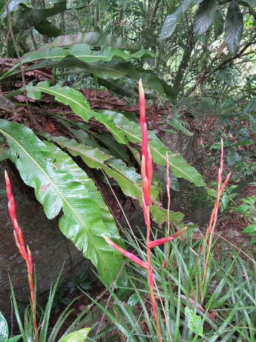 Vriesea lubbersii, photograph 6